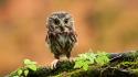 Birds animals owls branch wallpaper