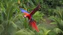 Birds animals parrots scarlet macaws macaw wallpaper