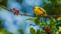 Birds little warblers wallpaper