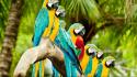 Birds parrots branch wallpaper