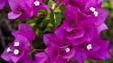 Bougainvillea flowers purple wallpaper