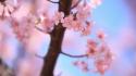 Cherry blossoms spring plants wallpaper
