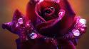 Flowers roses upscaled wallpaper