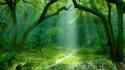 Forests landscapes nature sunlight trees wallpaper