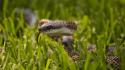 Grass snakes macro wallpaper