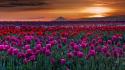 Landscapes nature red flowers hills tulips skies wallpaper