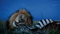 National geographic serengeti biting eating lions wallpaper