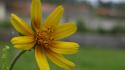 Nature flowers macro yellow green wallpaper