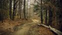 Nature trees autumn forests paths iv wallpaper
