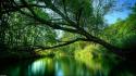 Trees forests lakes wallpaper
