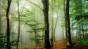 Trees forests mist wallpaper
