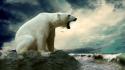 Water polar bears wallpaper