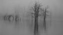 Water trees fog grayscale lakes bushes wallpaper