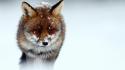Winter snow animals cold foxes wallpaper