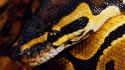 Animals ball python reptiles snakes wallpaper