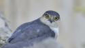 Animals birds falcon bird wallpaper