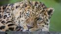 Animals carnivorous close-up green eyes leopards wallpaper