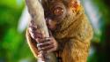Animals close-up tarsiers wallpaper