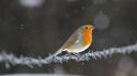 Animals depth of field barbed wire robins wallpaper