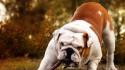 Animals dogs puppies lovely wallpaper