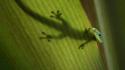 Animals geckos nature wallpaper