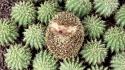 Animals hedgehogs cactus flowers wallpaper