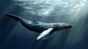 Animals whales artwork wallpaper
