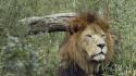 Animals wildlife lions natural wallpaper