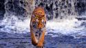 Bengal tigers animals waterfalls wild cats wallpaper