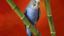 Birds animals bamboo parakeets budgerigar wallpaper