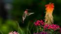 Birds flowers hummingbirds nature wallpaper