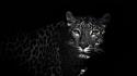 Black and white animals leopards wallpaper