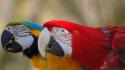Blue-and-yellow macaws macaw scarlet birds parrots wallpaper
