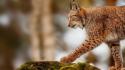 Cats animals lynx wild wallpaper
