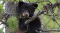 Climbing trees animals bears black bear baby wallpaper
