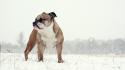 Dogs pets snow winter wallpaper