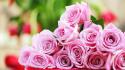 Flowers pink roses wallpaper