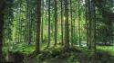 Forests pine trees wallpaper