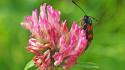 Insects moths nature pink flowers spotted wallpaper