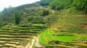 Landscapes nature rice paddy fields wallpaper