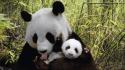 Nature animals panda bears baby background wallpaper