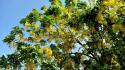 Nature trees flowers yellow sunlight skies wallpaper
