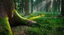 Nature trees forests sunlight wallpaper