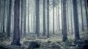 Nature trees pine forest wallpaper