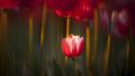 Red flowers tulips macro wallpaper