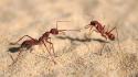 Sand insects ants macro australia hymenopthera myrmecia gulosa wallpaper