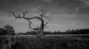 Trees grayscale wallpaper