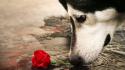 Water red animals dogs sad husky roses wallpaper