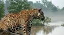 Water trees animals wildlife jaguar rivers wallpaper