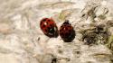 Wood insects macro ladybirds wallpaper